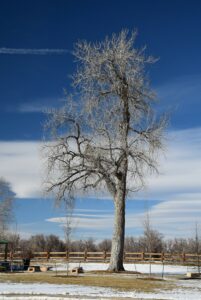 Image of a cottonwood tree