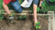 two people planting seedlings in a garden bed
