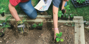 two people planting seedlings in a garden bed