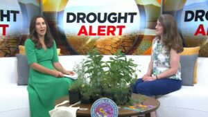 CBS Colorado TV news interview set with a large "Drought Alert" graphic in the background. Two women sit on a white couch beside a table displaying native flowering plants, informational materials, and a "Bee Friendly & WaterWise" sign, discussing drought-tolerant gardening and waterwise landscaping.