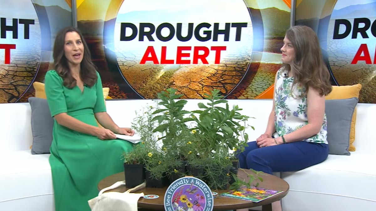 CBS Colorado TV news interview set with a large "Drought Alert" graphic in the background. Two women sit on a white couch beside a table displaying native flowering plants, informational materials, and a "Bee Friendly & WaterWise" sign, discussing drought-tolerant gardening and waterwise landscaping.