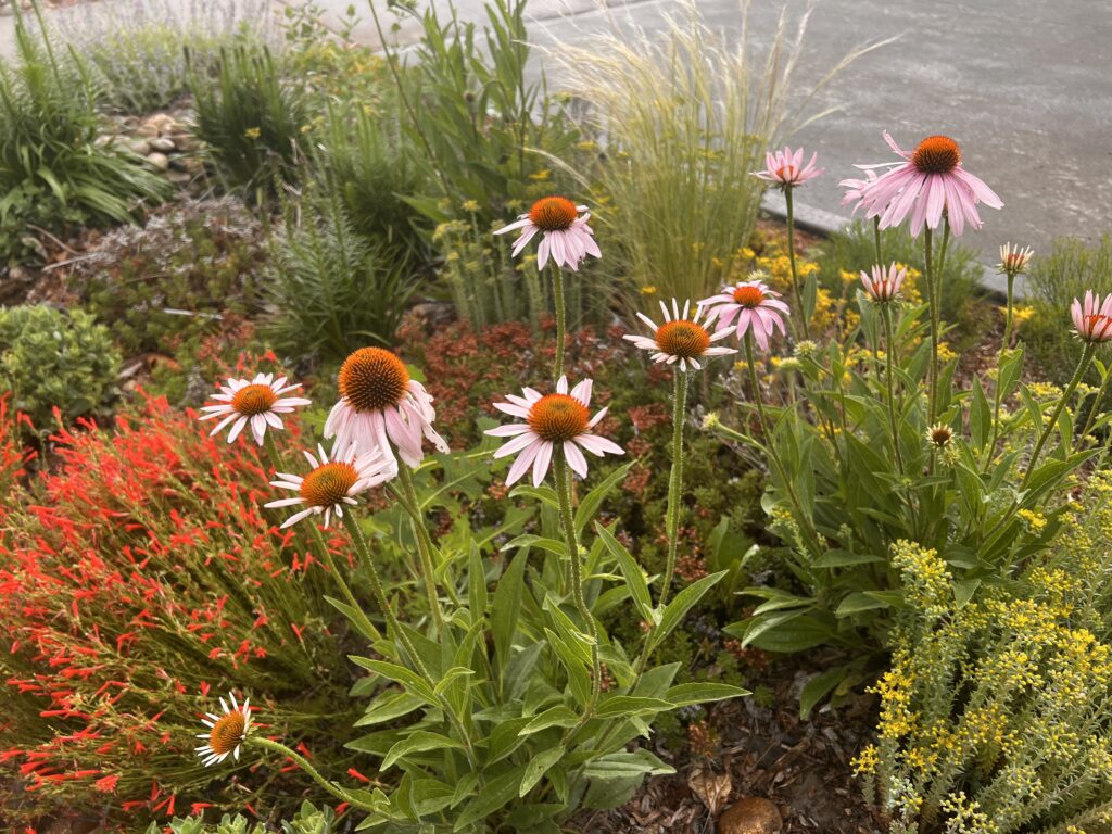 purple, red, and yellow flowers in a lush garden