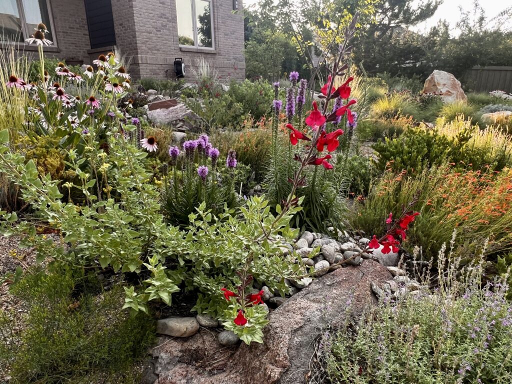 red and purple flowers with green foliage in a lush garden in front of a house