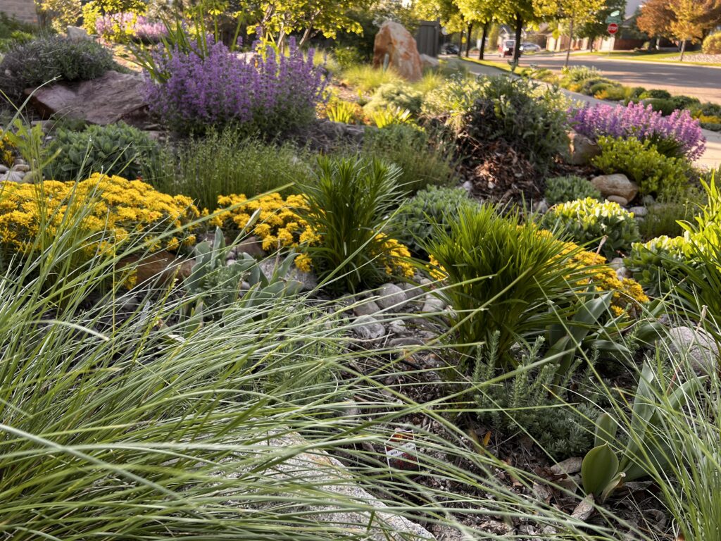 Lush grasses, green foliage, and blooming perennials in Felicia's low-water landscape.