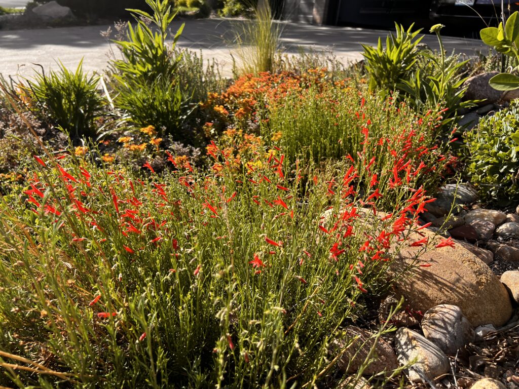 Native Pineleaf Penstemon takes center stage in the afternoon sunlight
