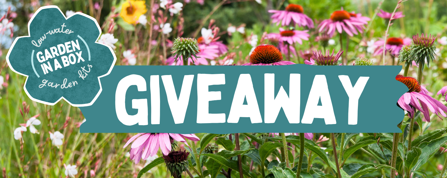 Giveaway Webpage Header