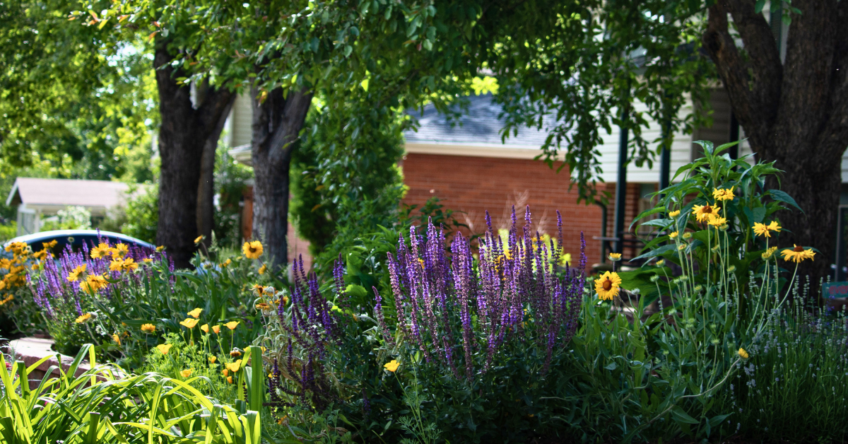 purple and yellow flowers in a garden under a shaded tree
