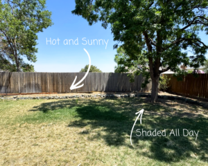 A yard with a tree casting shade onto sunny grass