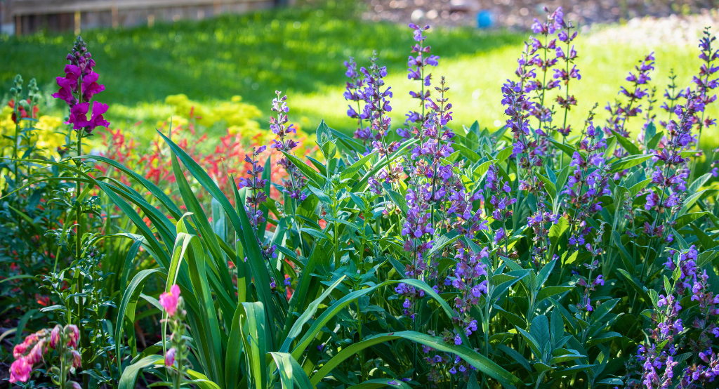 green, purple, and pink plants in a yard