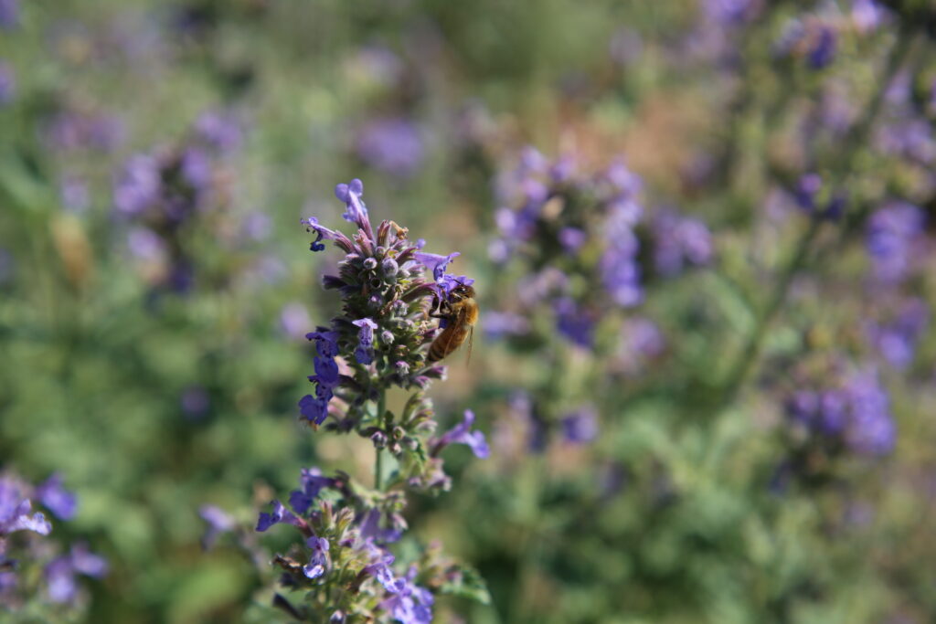 purple flowers on a plant with a bee