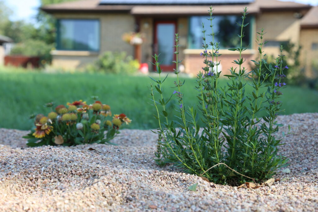 yellow and purple flowers on a green plant in rock mulch in front of a house