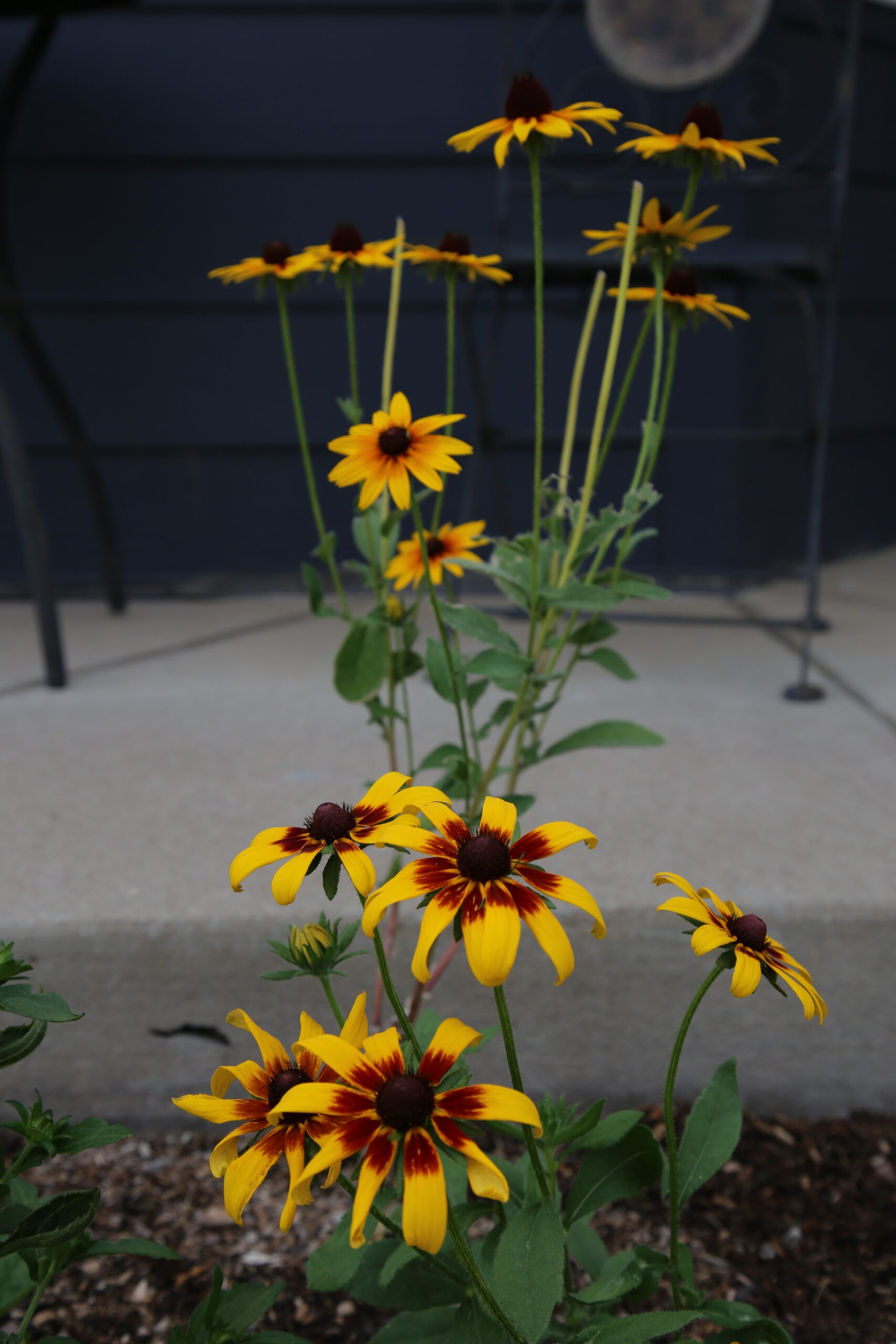 a closeup image of yellow flowers.