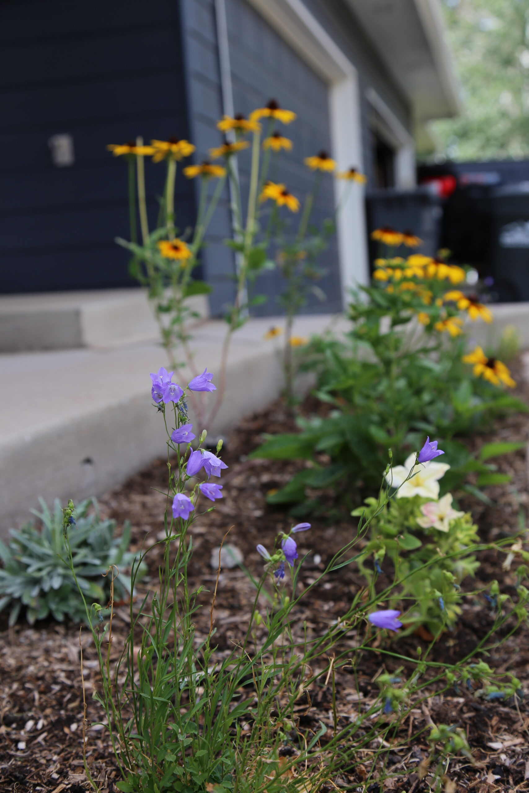 Purple, white, and yellow flowering plants.