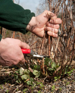 person cutting back perennial garden