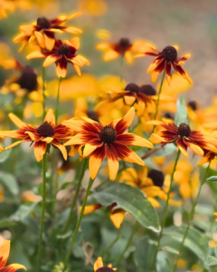 Deborah Matyjevich yellow and red blanket flowers