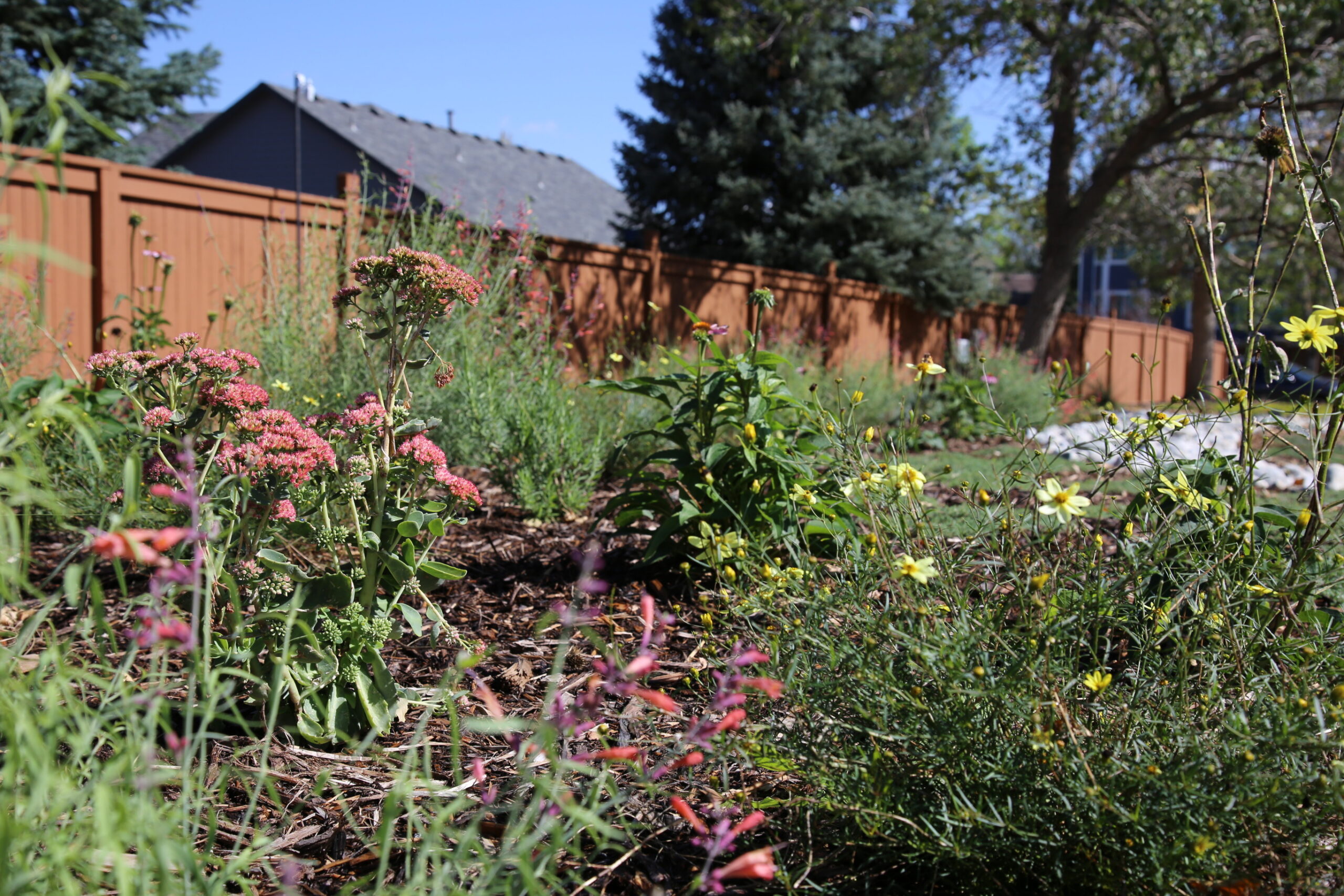 flowering waterwise plants including sedum, hyssop, and coreopsis