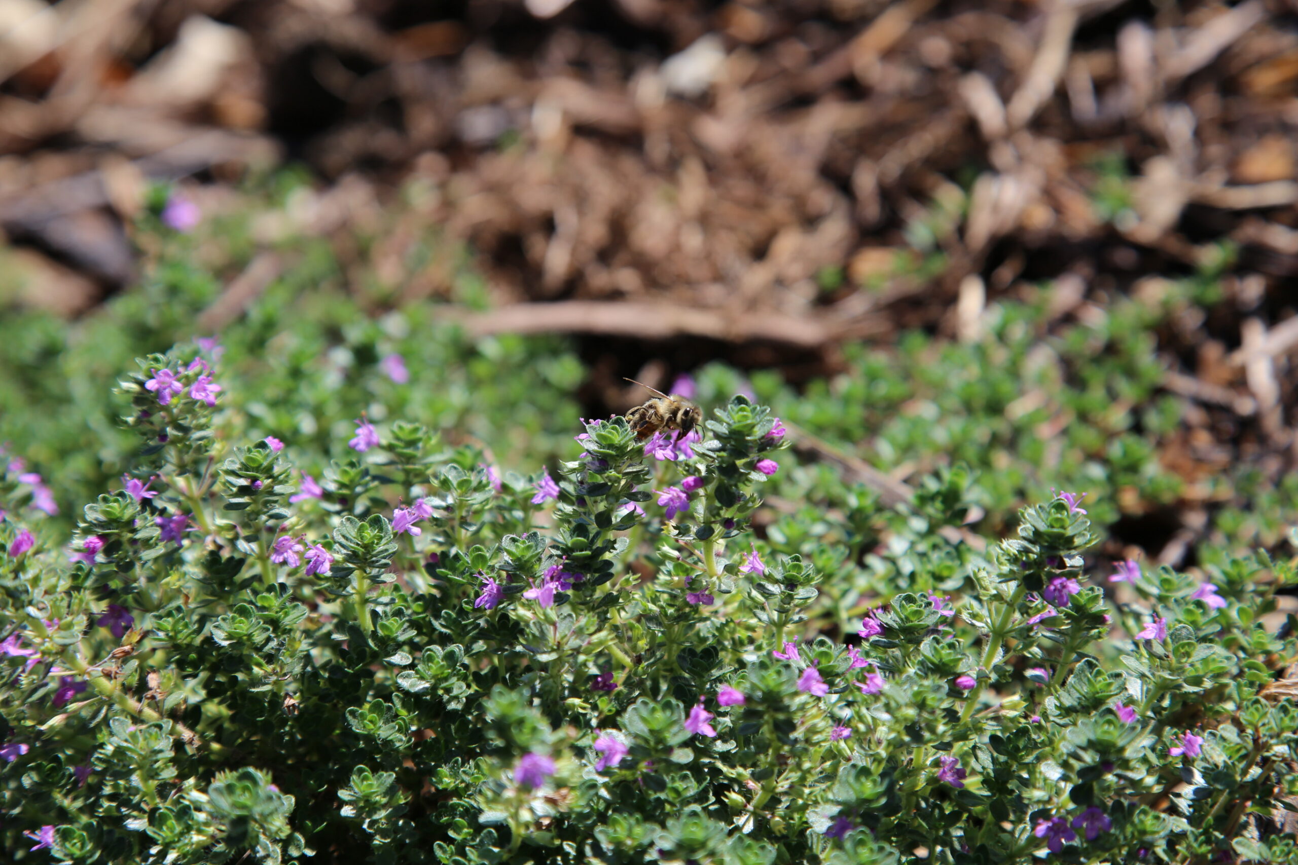 a bee on purple flyers from a creeping thyme plant