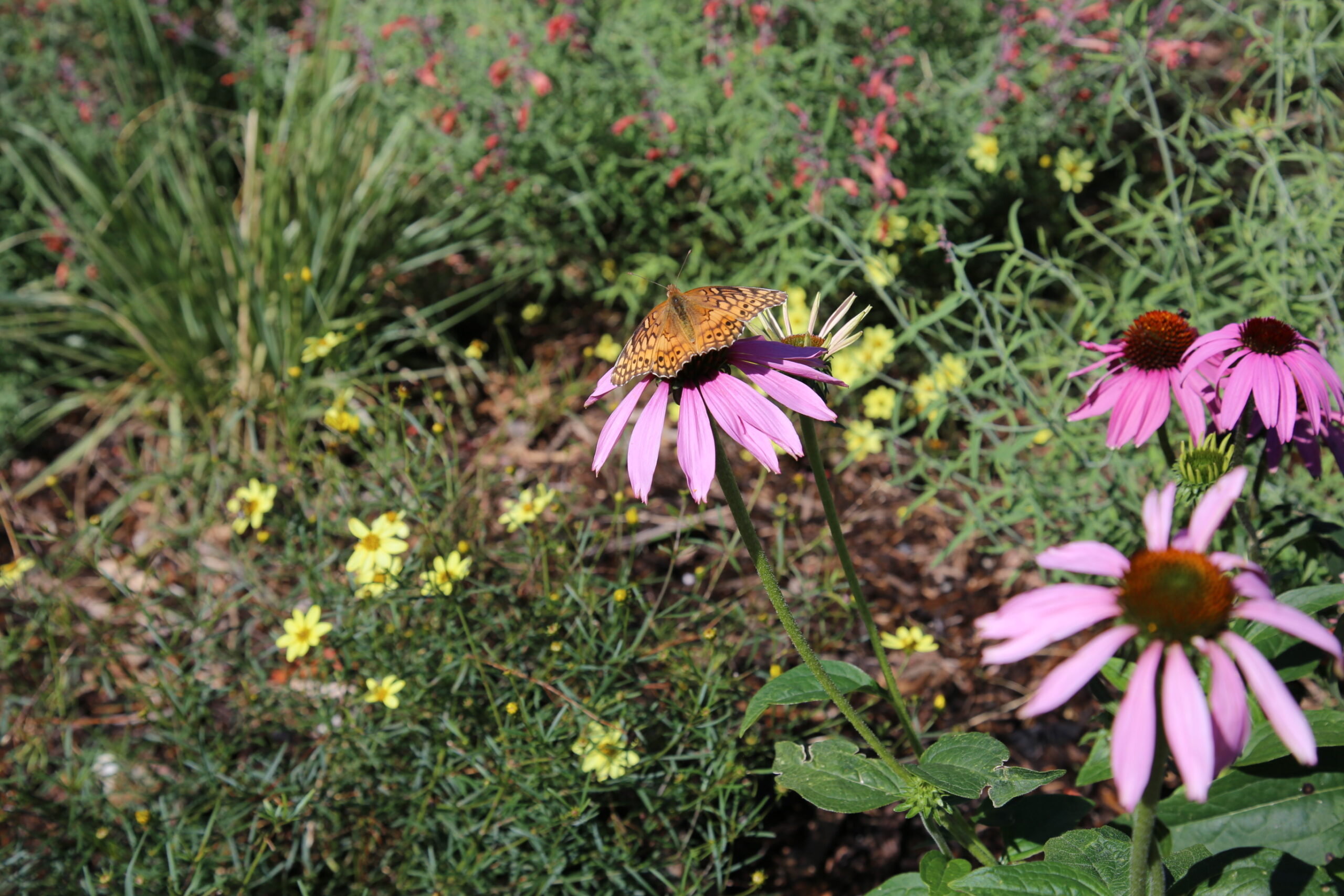a butterfly or moth on a purple coneflower
