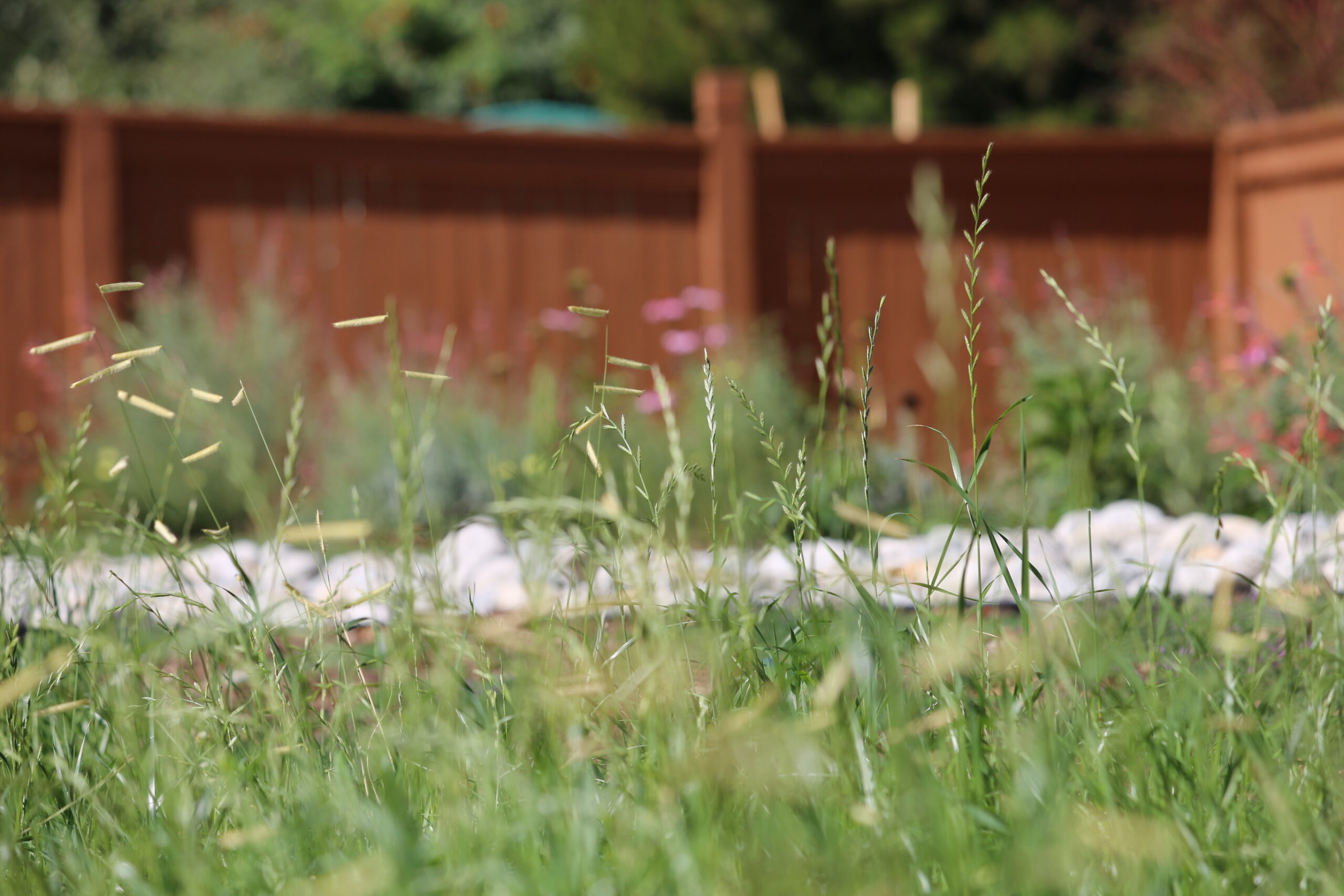 tall, native Colorado grasses with flowering plants and white rocks in the background