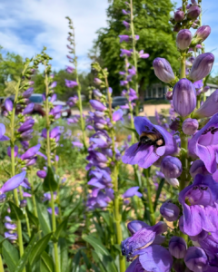 Maddie Cusimano purple rocky mountain penstemon flowers with a bee inside