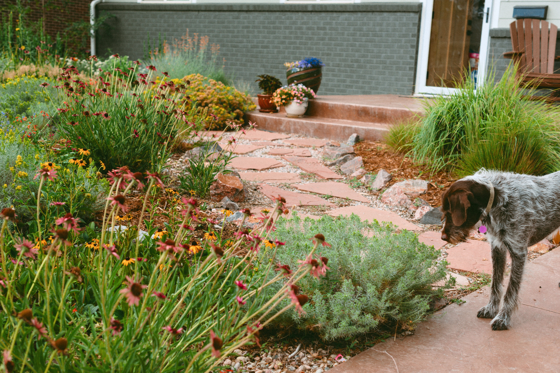Mary Durham colorful garden in front of a house with a dog sniffing the plants