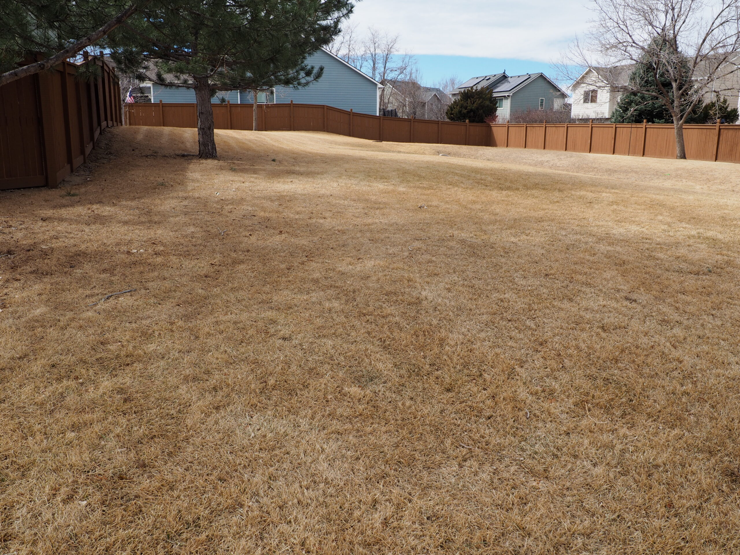 a field of dormant, brown kentucky bluegrass